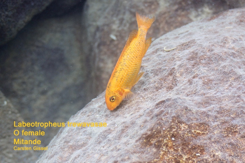 Labeotropheus trewavasae 'Mitande Reef (Rocks)'